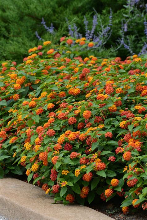 Select a variety below to get all the details, prices and see more photos. Lantana: Drought-tolerant annual that comes in many colors ...