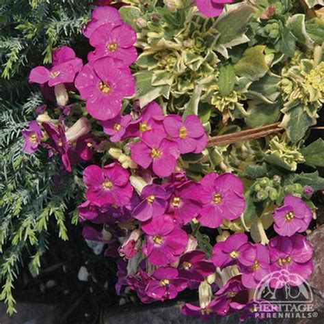 We did not find results for: Plant Profile for Aubrieta Variegated Red - Variegated ...