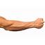 Forearm Series Increases Muscle Size And Strength  Infinity Fitness