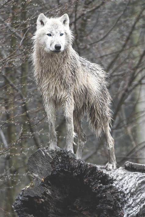 37 Breathtaking Wildlife Pictures Of Beautiful Arctic Wolves Wolf Dog