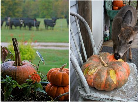 Picking The Perfect Pumpkins A Guide To Heirloom Pumpkin Varieties