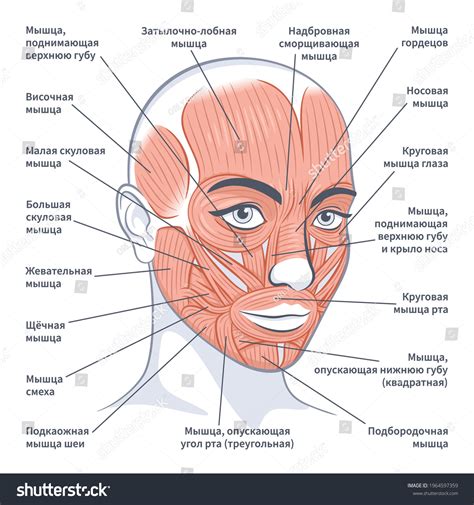 Facial Muscles Of The Female Detailed Bright Royalty Free Stock