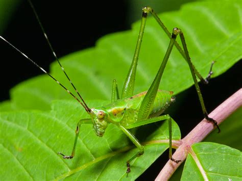 False Katydids Songs Of Insects