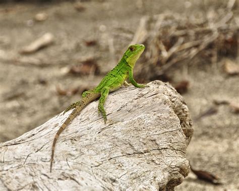 Tamarindo Costa Rica Daily Photo A Closer View Of The Baby Iguana