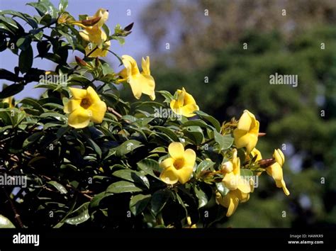 Bush Allamanda Allamanda Schottii Yellow Flower Stock Photo Alamy