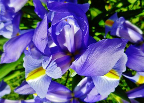 How To Plant And Grow Perennial Louisiana Irises Plus Other Types Of