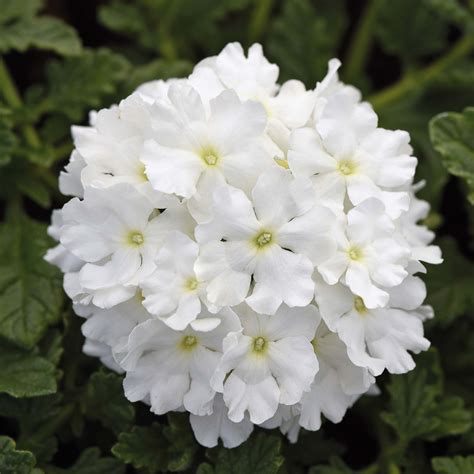 Verveine Endurascape White Verveine Blanc Pur Résistante Et Florifère