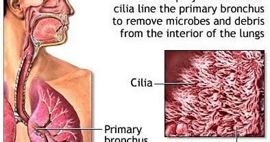 Test your understanding on the biology ii cell structure and functions by taking up the quiz below. Difference between Cilia and Flagella ~ Biology Exams 4 U