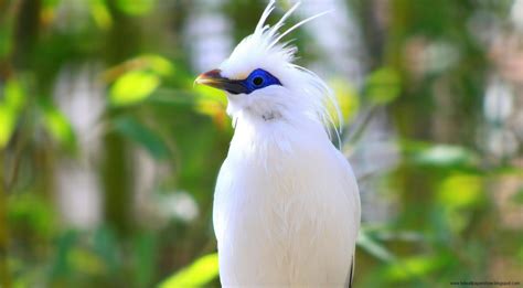 Beautiful White Bird With Blue Eyes Beautiful Bird Wallpaper Most