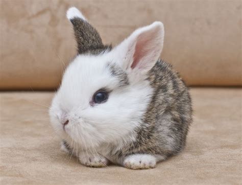 Best 25 Baby Bunnies Ideas On Pinterest Cute Bunny Bunny And