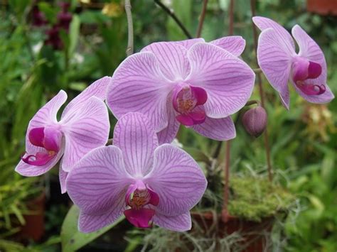Foto circa fiori gialli dell'orchidea in giardino. pianta Phalaenopsis | Orchidea, Piante, Giardinaggio
