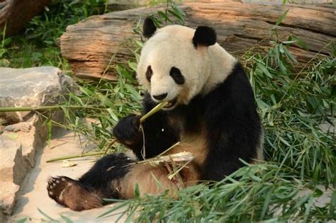 Private Day Tour See Giant Pandas And Mutianyu Great Wall Mar 2024
