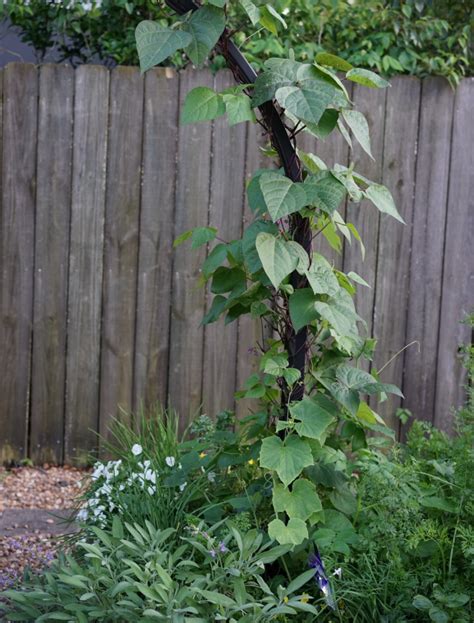 How To Grow Pole Beans In An Organic Kitchen Garden • Gardenary