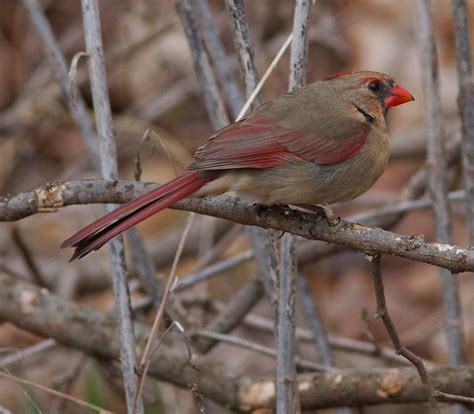 Mating Pair Of Northern Cardinals
