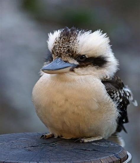 Cute Fluffy Bird Aw Animals Birds Animals Beautiful Beautiful