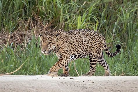 Diferencia Entre Jaguar Y Leopardo Con Tabla Mira La Diferencia