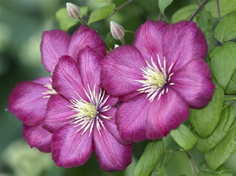 Clematis Plants For Fall Tips On Growing Late Blooming