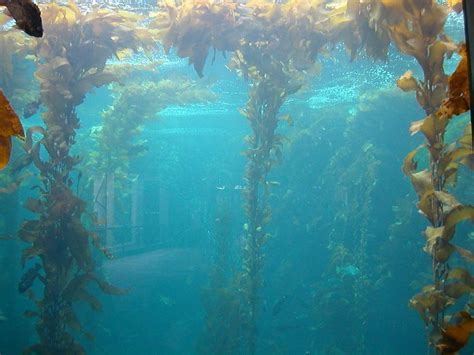 Kelp Forest Flickr Photo Sharing