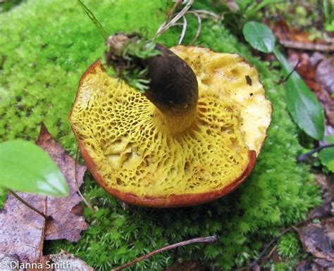 Phylloporus Alchetron The Free Social Encyclopedia