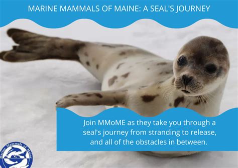 Virtual Marine Mammals Of Maine Lewiston Public Library Maine