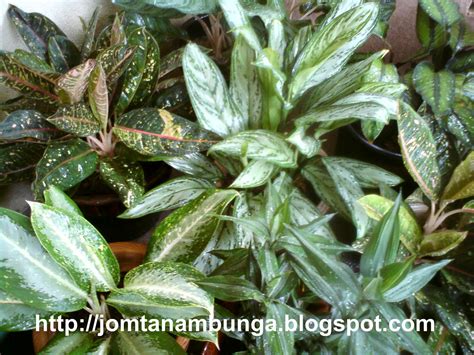 Tanaman yang punya nama latin codiaeum variegatum ini memiliki kombinasi warna yang cukup variatif pada daunnya. Jom Tanam Bunga: Pokok Keladi Bibik & Bebek