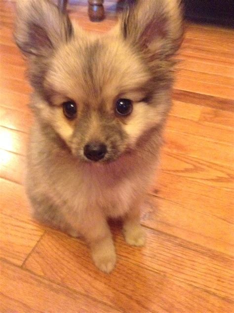 Teacup Pomeranian Yorkie Mix Its Pretty Cute His Name Is Bo Cute