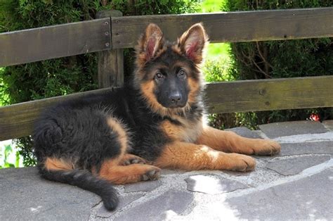 Long Haired German Shepherd Dog Breed Info Pictures Traits And Facts