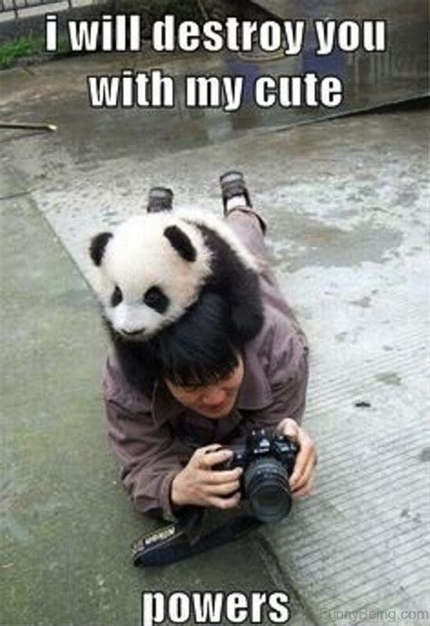 30 Of The Funniest And Cutest Panda Memes On The Web Panda Dog Panda