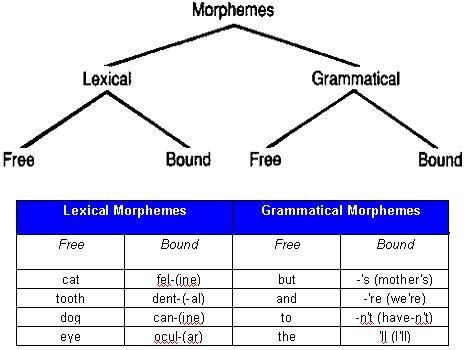 Grammatical morphemes have a job rather than a meaning. 2) Introduction to morphemes