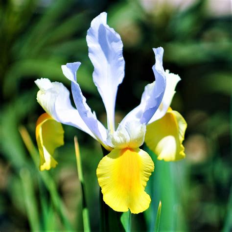 Brilliant Dutch Iris Bulbs For Sale Online Spring Royalty Mix Easy To Grow Bulbs