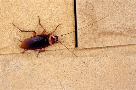 Bugs That Look Like Roaches But Arent Pest Pointer