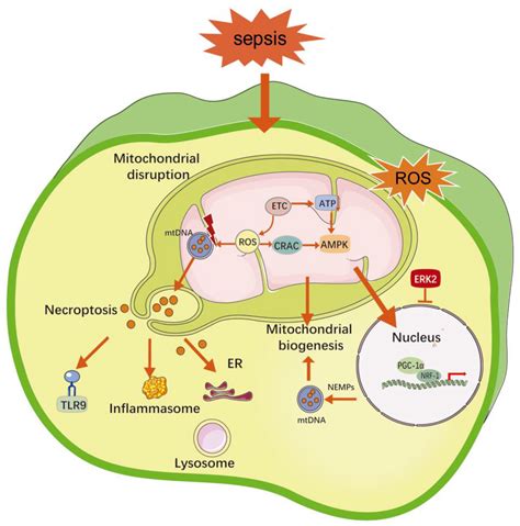Ijms Free Full Text The Pathogenesis Of Sepsis And Potential