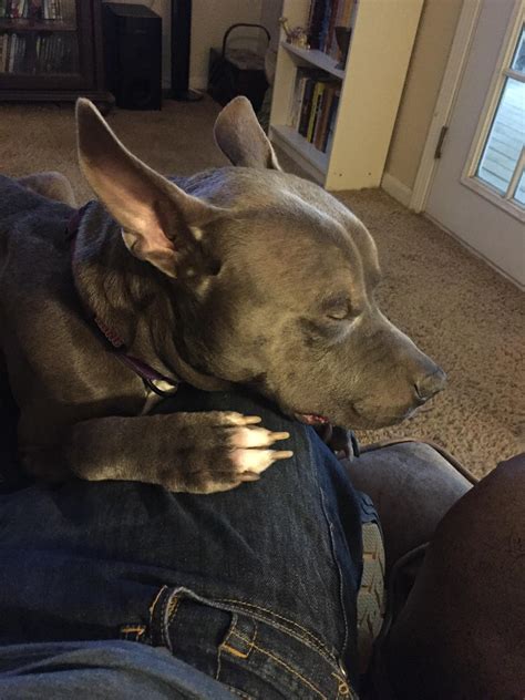 1328 Best Lap Dog Images On Pholder Aww Pitbulls And Rarepuppers