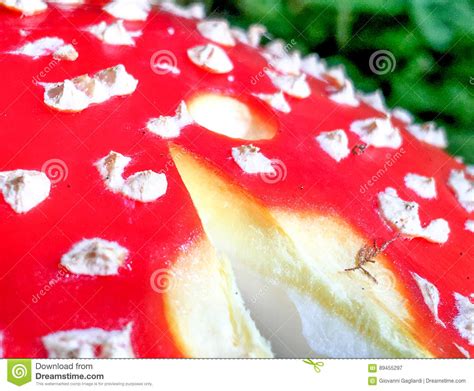 Red Mushroom With White Dots Closeup Stock Image Image Of Mushrooms