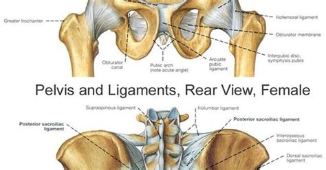 Bones, disease, abdomen woman massaging pain back. Pelvis bones and the ligaments front on and rear view. | Relevant Anatomy Of Pelvis And Spine ...