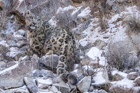 Snow Leopards Wolves And The Ecology Of Fear On The Roof Of The World