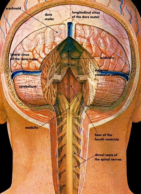 Cross Section Illustration Of The Posterior Brain Brain Anatomy