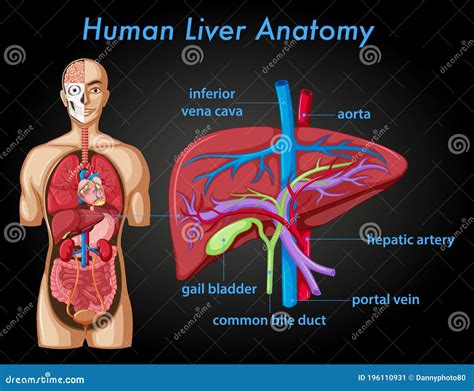 Information Poster Of Human Liver Anatomy Stock Vector Illustration