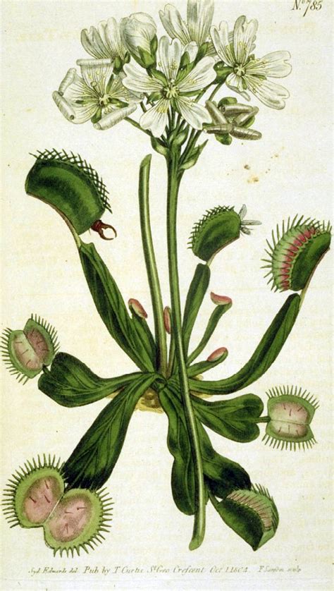 What causes the leaves to squeeze shut? Caring for a Venus Fly Trap — The Zen Succulent | Durham's ...