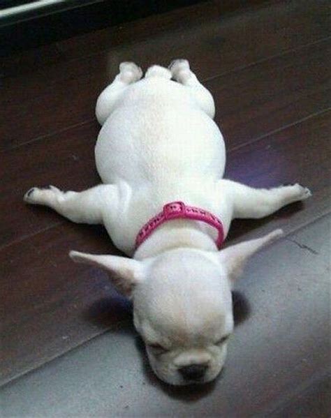 36 Dogs That Are Just Too Pooched To Even Care Viralscape