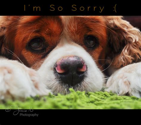 Please forgive me, my handsome boyfriend. Please Forgive Me. Free Sorry eCards, Greeting Cards | 123 ...