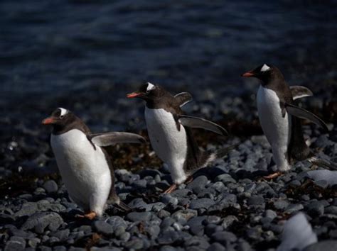 Pictures Show How Climate Change Is Decimating The Chinstrap Penguins