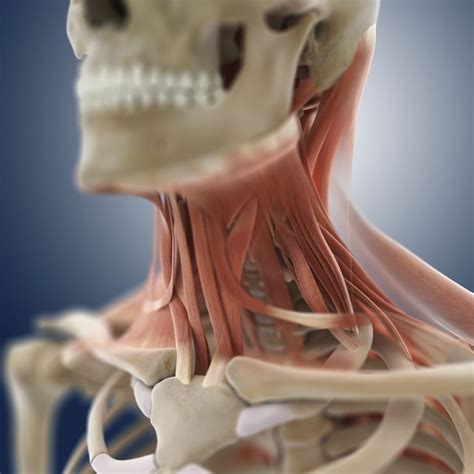 Broadly considered, human muscle—like the muscles of all vertebrates—is often divided into striated muscle, smooth. Why Do the Scalene Muscles Get Tight?