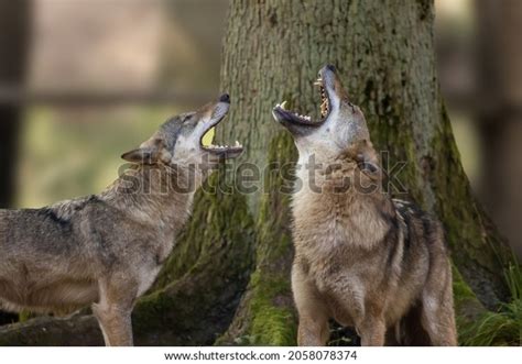 Two Wolves Howling Natural Reserve Hesse Stock Photo Edit Now 2058078374