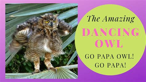 Cute Animal Video Dancing Owls Youtube