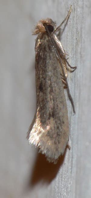Note that not all cacti are desert cacti, as there is a group of cacti known as jungle cacti that grow in tropical rainforests, which includes the christmas cactus, epiphytic. How to Get Rid of Clothes Moths Without Risking Your ...