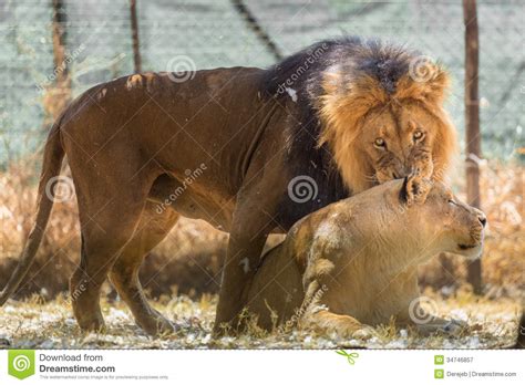 First spotted in 1938 in south africa, these lions are the result of a rare colour mutation. Lion And Lioness Quotes. QuotesGram