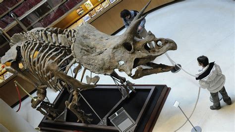 Un Cousin Du Tricératops Et Une Autre Nouvelle Espèce De Dinosaure