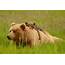 Home On The Range How To Live With Grizzly Bears  Saloncom