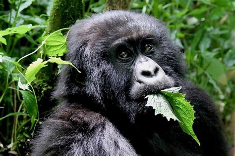 What Do Gorillas Eat Worldatlas